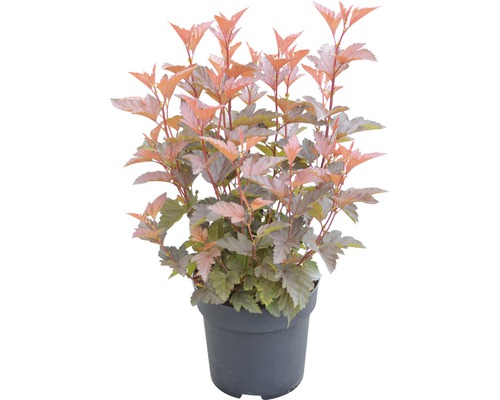Blaasspirea in een pot