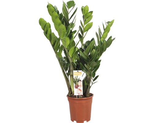 Zamioculcas kamerplant in pot