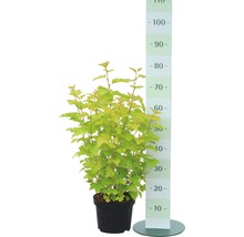 Blaasspirea in een pot met maateenheid