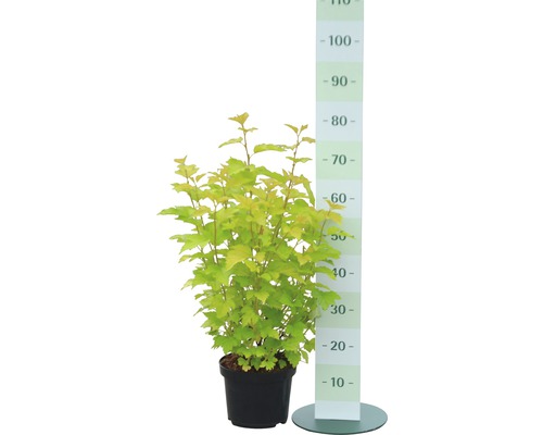 Blaasspirea in een pot met maateenheid