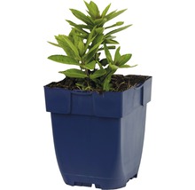Bloeiende plant in een blauwe pot