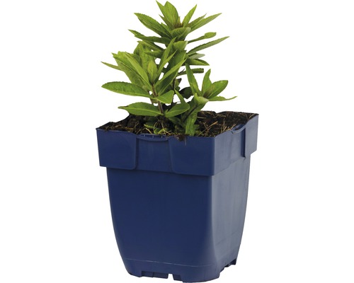 Bloeiende plant in een blauwe pot