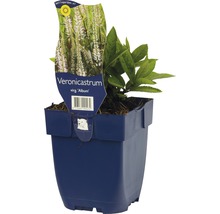 Veronicastrum virg. ''Album'' in pot