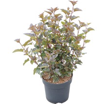 Blaasspirea in een pot