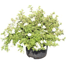 Bloeiende struik in een pot