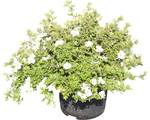 Bloeiende struik in een pot