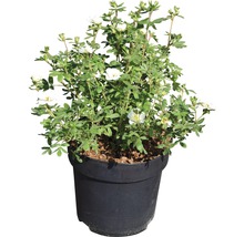 Struikachtige plant in pot met witte bloemen