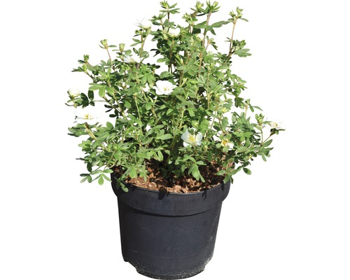 Struikachtige plant in pot met witte bloemen