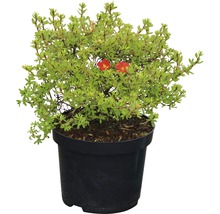 Bloeiende struik in een pot