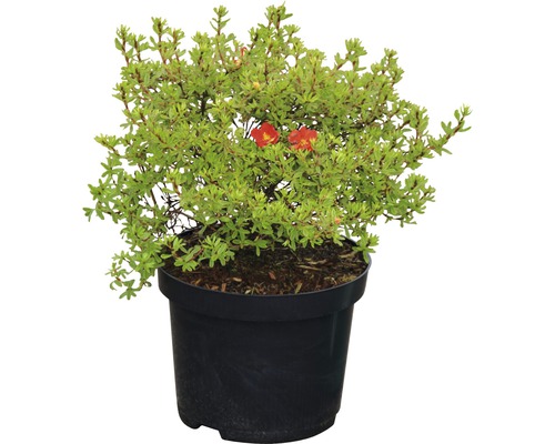 Bloeiende struik in een pot