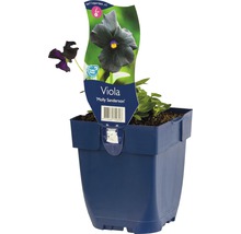 Viola Molly Sanderson in pot