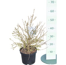 Kruipmispel plant in pot met hoogtemeter