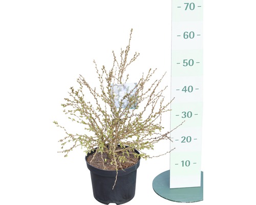 Kruipmispel plant in pot met hoogtemeter