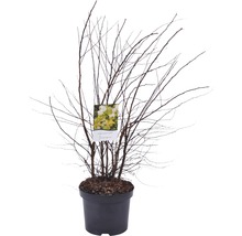 Planten in pot met kale takken en label