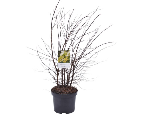 Planten in pot met kale takken en label