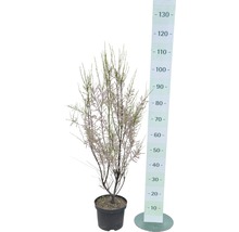 Bloeiende tamarisk in pot met maatindicatie