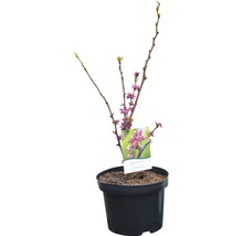 Judasboom in pot