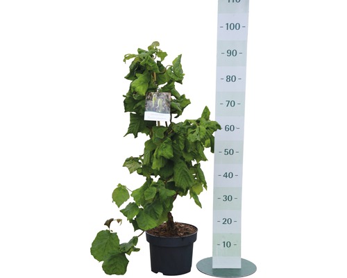 Hazelnootboom in pot met meetschaal