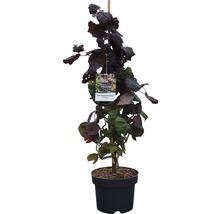 Rode hazelnoot rechtop in pot