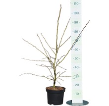 FLORASELF Meidoorn Crataegus laevigata "Paul's Scarlet" potmaat Ø 23,0 cm H 80-100 cm