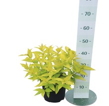 Spirae in pot met maataanduiding