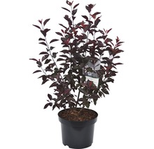 Bloedpruim in pot