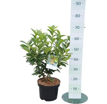 Laurierkers in pot met maatindicatie