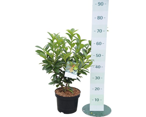 Laurierkers in pot met maatindicatie