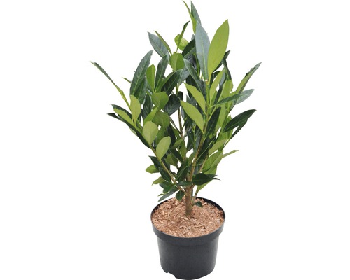 Laurierboom in pot