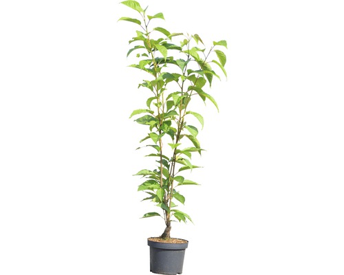 Kersenboom in een pot