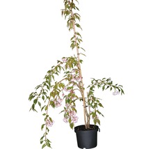 FLORASELF Japanse sierkers Prunus serrulata 'Kiku-shidare-Zakura' potmaat Ø 23,0 cm H 80-100 cm