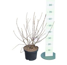 Ribes plant in pot met maatindicatie