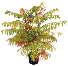 Fluweelboom in pot