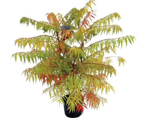 Fluweelboom in pot