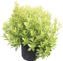 Geelbont kornoelje in pot