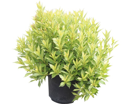 Geelbont kornoelje in pot