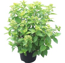 Pluimhortensia in pot