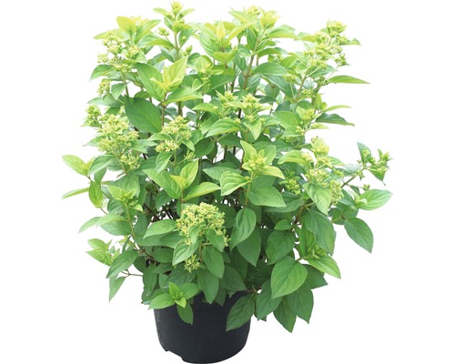 Pluimhortensia in pot