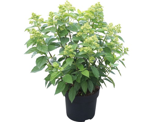 Pluimhortensia in pot met groene bladeren en bloemknoppen