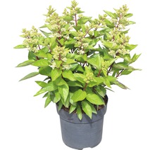 FLORASELF Pluimhortensia Hydrangea paniculata 'Magical Vesuvio' potmaat Ø 23.0 cm H 50-60 cm