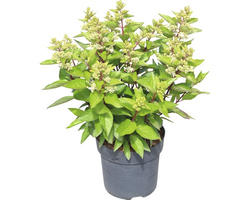 Pluimhortensia in pot