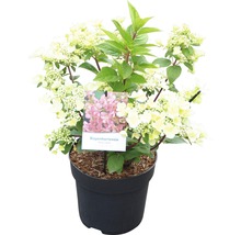 Pluimhortensia in pot met witte bloemen en groene bladeren