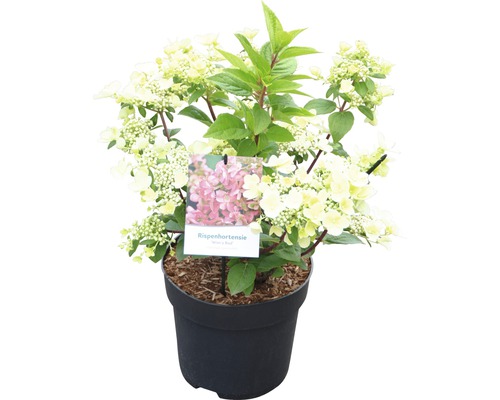 Pluimhortensia in pot met witte bloemen en groene bladeren
