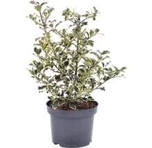 Hulst in pot