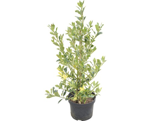 Euonymus japonicus ''Aureomarginatus'' plant gekweekt in pot.