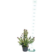 De afbeelding toont een hebe in een pot.