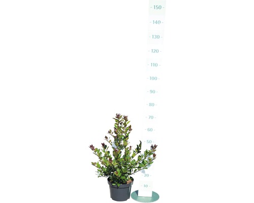 De afbeelding toont een hebe in een pot.