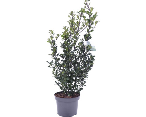 Hulst in pot