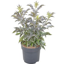 FLORASELF Vlierbes Sambucus nigra 'Black Tower' potmaat Ø 23,0 cm H 40-60 cm