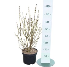 Bloeiende sierstruik in pot met maatverdeling.